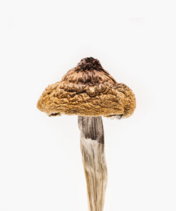 B+ Magic Mushroom