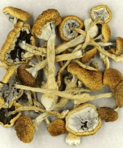 Cambodian magic mushrooms