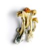 Tri colour penis envy mushroom
