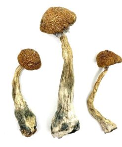 Buy Wavy Cap Magic Mushrooms